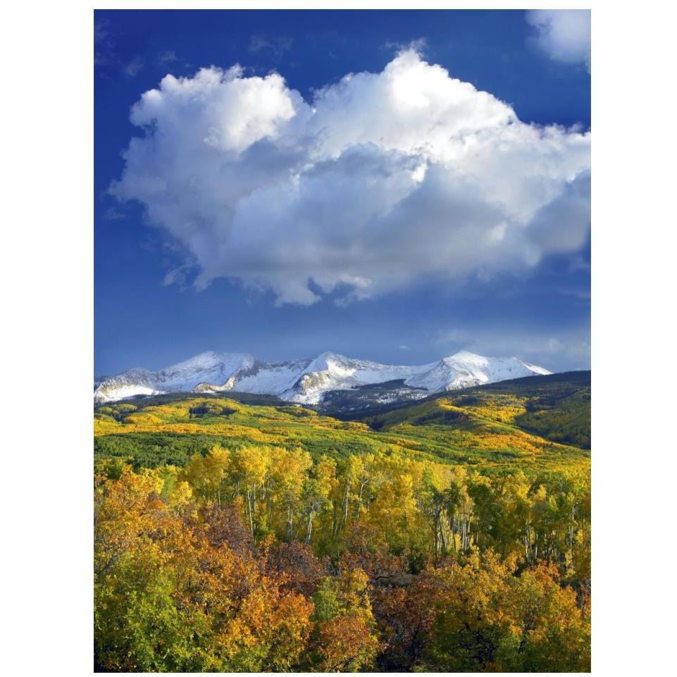 East Beckwith Mountain flanked by fall colored Aspen forests under cumulus clouds, Colorado-Paper Art-14&quotx18"