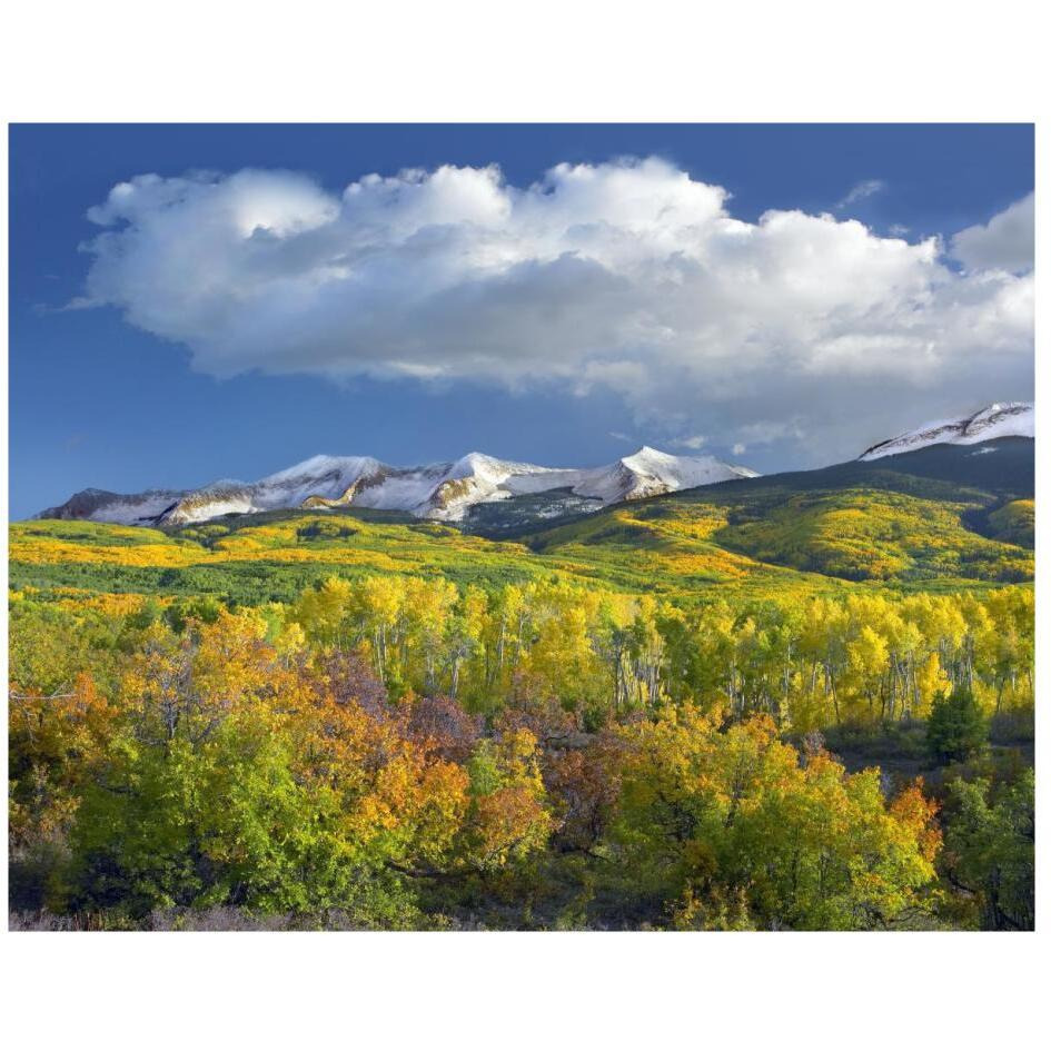 East Beckwith Mountain flanked by fall colored Aspen forests under cumulus clouds, Colorado-Paper Art-26&quotx22"