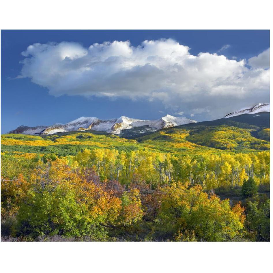 East Beckwith Mountain flanked by fall colored Aspen forests under cumulus clouds, Colorado-Paper Art-30&quotx24"