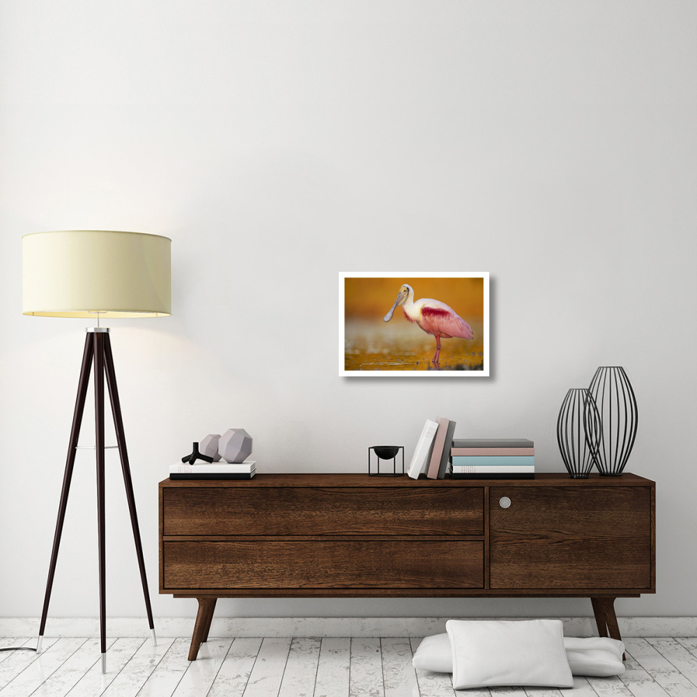 Roseate Spoonbill adult in breeding plumage standing in golden-colored water, North America-Paper Art-26&quotx18"