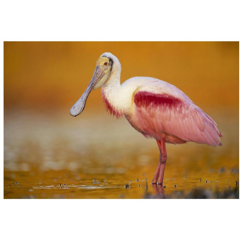 Roseate Spoonbill adult in breeding plumage standing in golden-colored water, North America-Paper Art-32&quotx22"