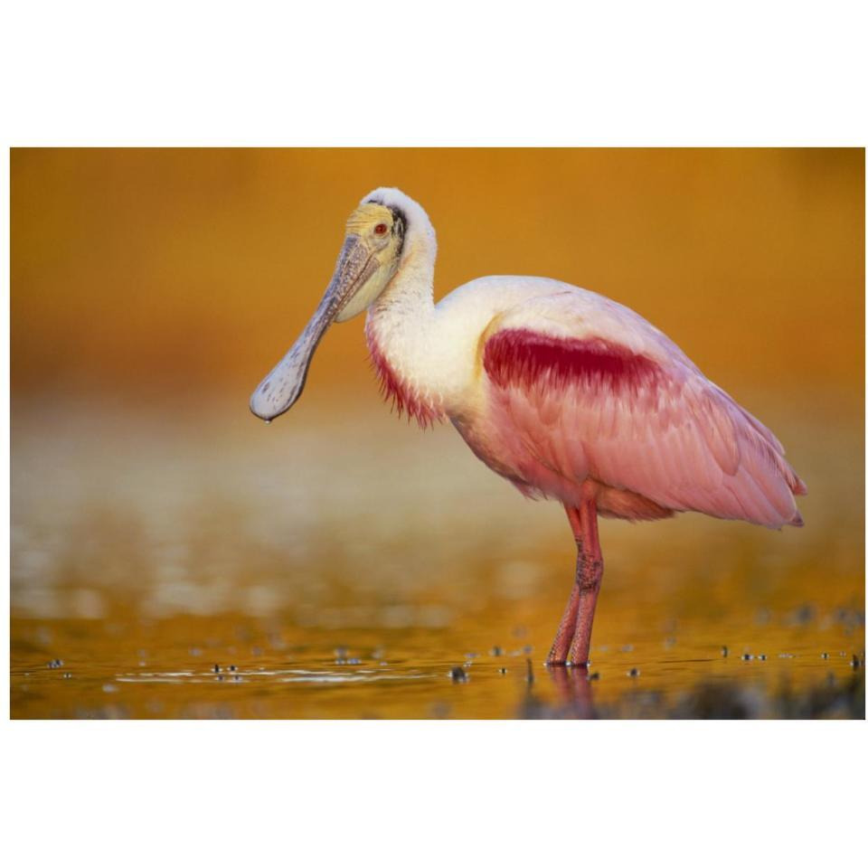 Roseate Spoonbill adult in breeding plumage standing in golden-colored water, North America-Paper Art-38&quotx26"