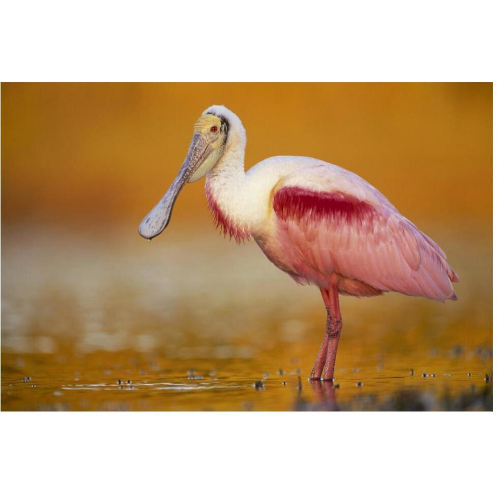 Roseate Spoonbill adult in breeding plumage standing in golden-colored water, North America-Paper Art-62&quotx42"