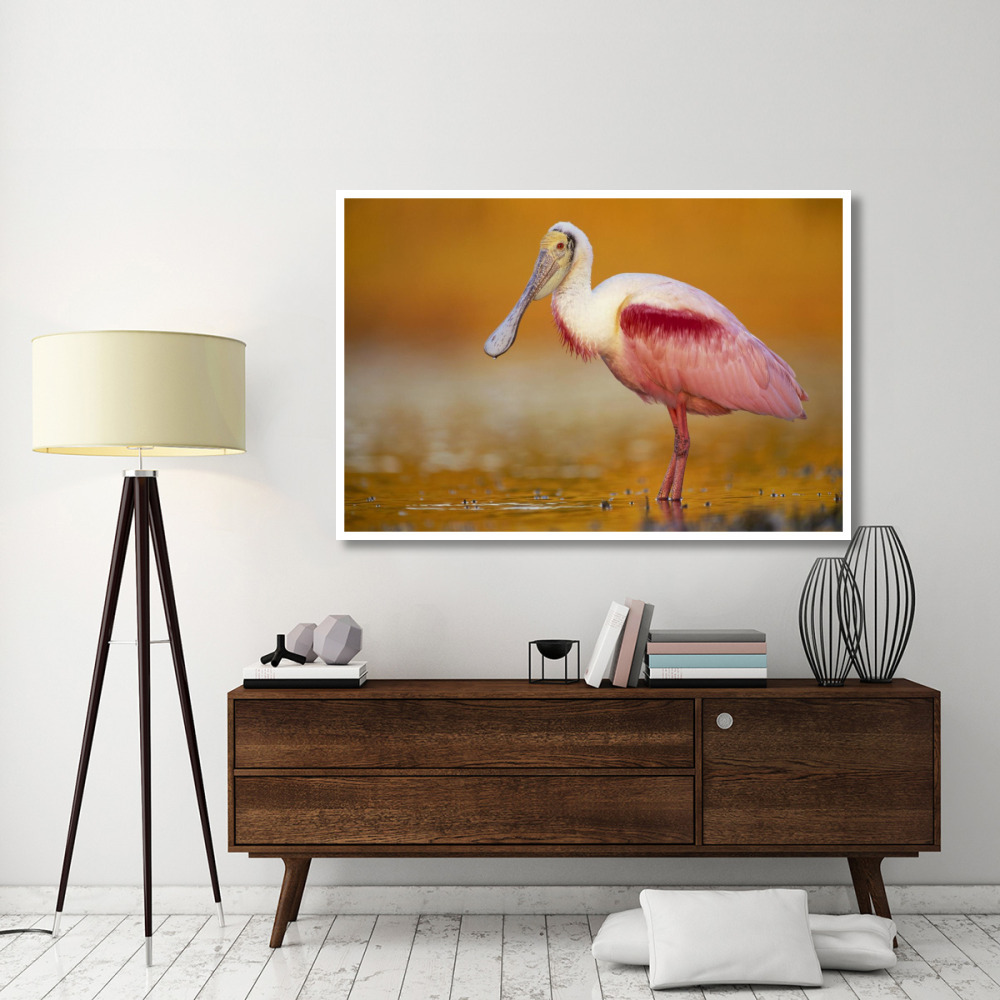 Roseate Spoonbill adult in breeding plumage standing in golden-colored water, North America-Paper Art-62&quotx42"