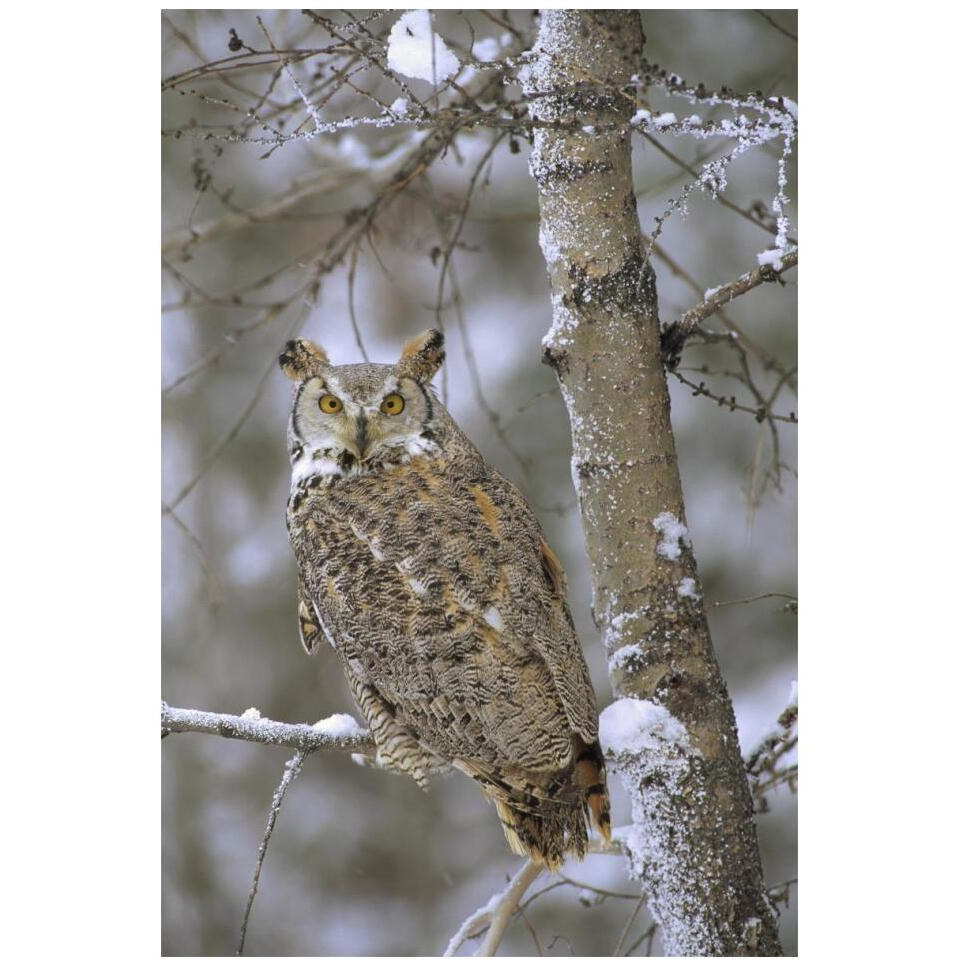Great Horned Owl in its pale form perching in a snow-covered tree, British Columbia, Canada-Paper Art-14&quotx20"