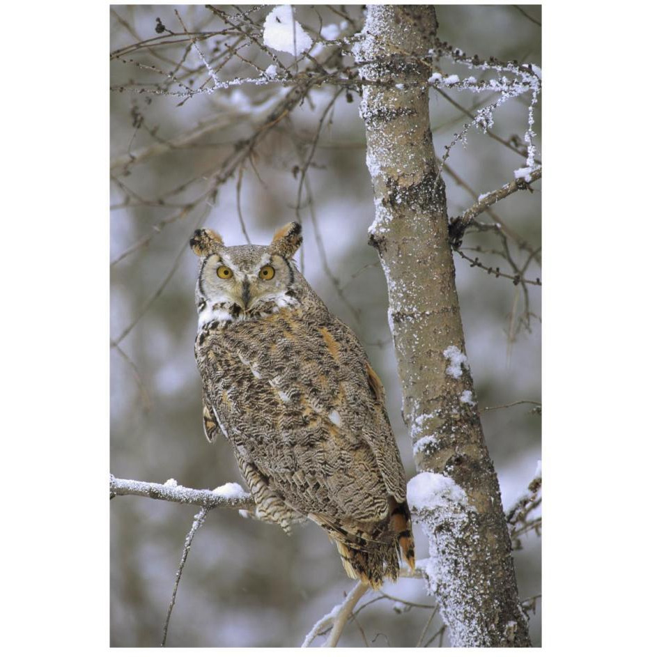 Great Horned Owl in its pale form perching in a snow-covered tree, British Columbia, Canada-Paper Art-18&quotx26"
