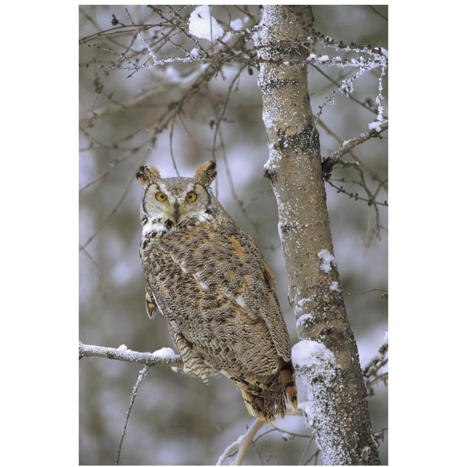 Great Horned Owl in its pale form perching in a snow-covered tree, British Columbia, Canada-Paper Art-26&quotx38"