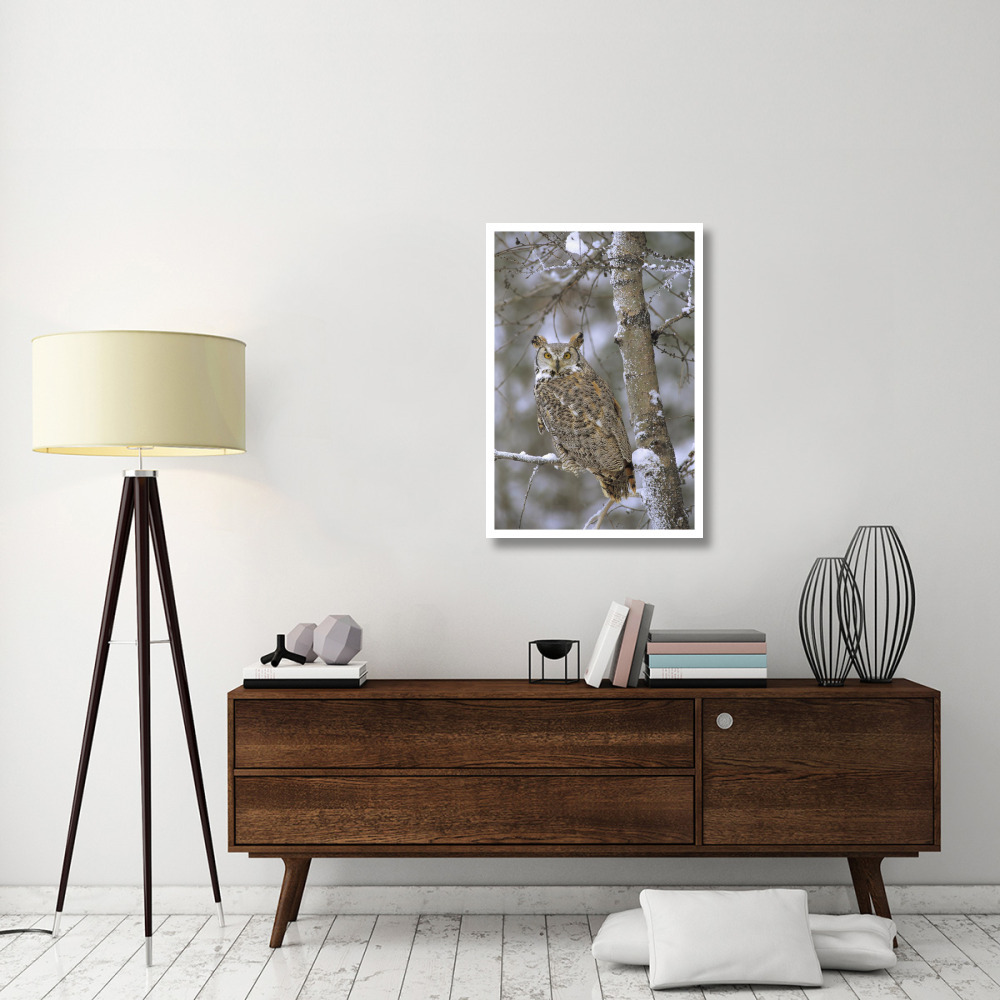 Great Horned Owl in its pale form perching in a snow-covered tree, British Columbia, Canada-Paper Art-26&quotx38"