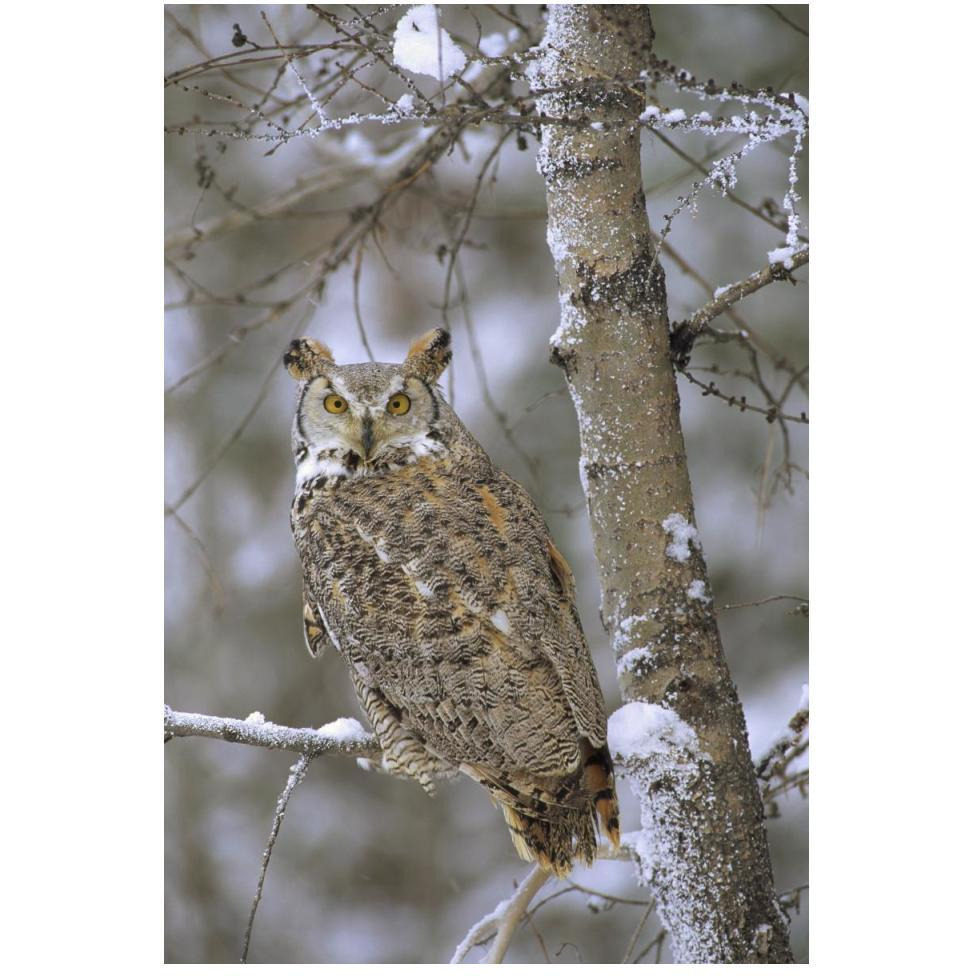 Great Horned Owl in its pale form perching in a snow-covered tree, British Columbia, Canada-Paper Art-34&quotx50"