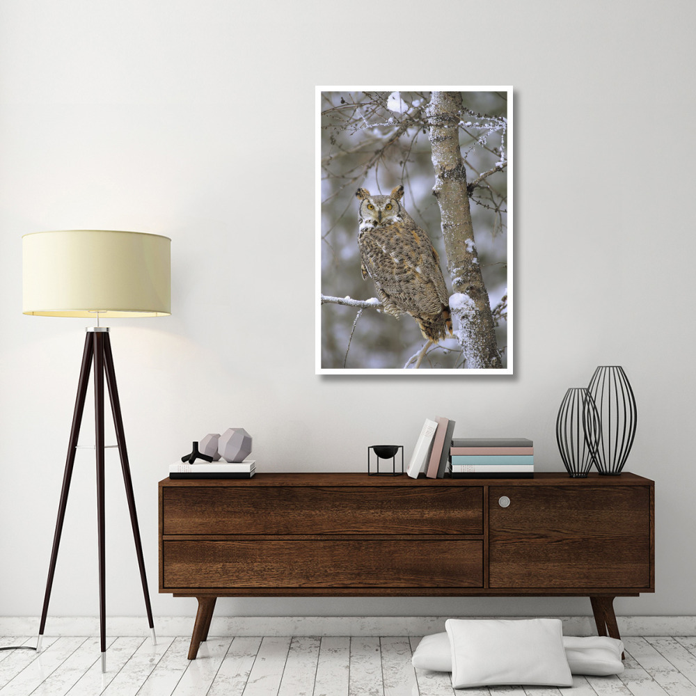 Great Horned Owl in its pale form perching in a snow-covered tree, British Columbia, Canada-Paper Art-34&quotx50"