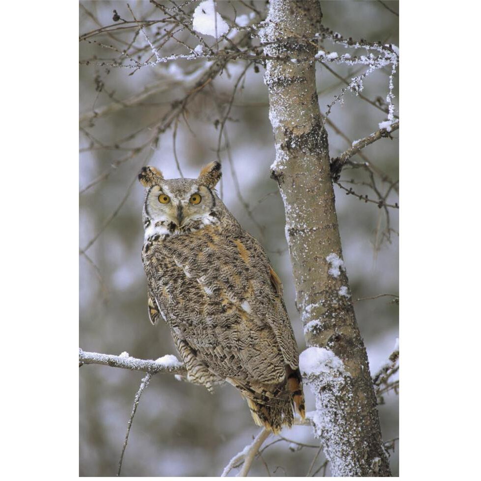 Great Horned Owl in its pale form perching in a snow-covered tree, British Columbia, Canada-Paper Art-42&quotx62"