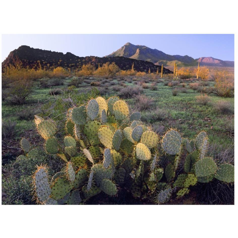 Beavertail Cactus with Picacho Mountain in the background, Pichaco Peak State Park, Arizona-Paper Art-26&quotx20"