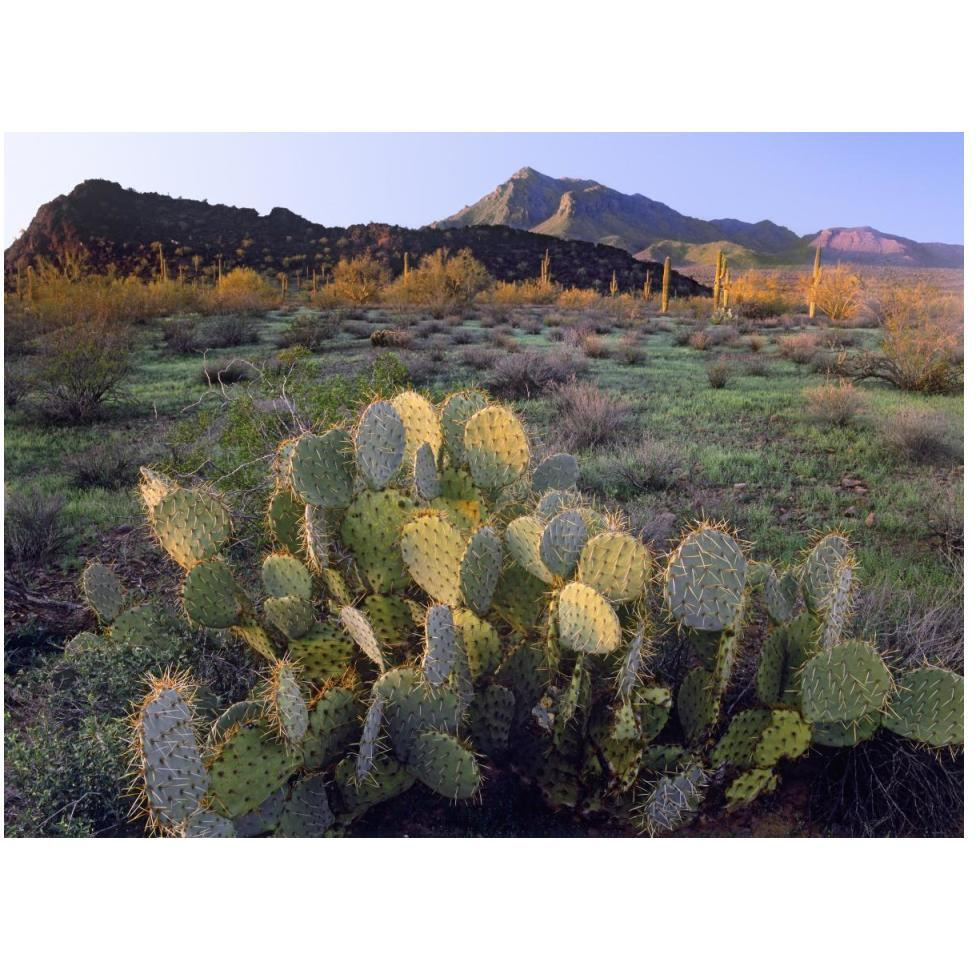 Beavertail Cactus with Picacho Mountain in the background, Pichaco Peak State Park, Arizona-Paper Art-50&quotx38"