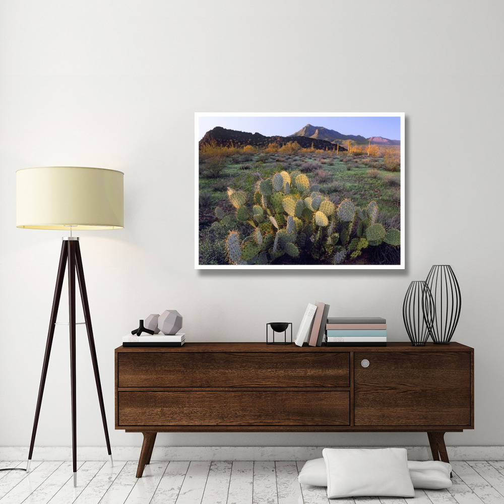 Beavertail Cactus with Picacho Mountain in the background, Pichaco Peak State Park, Arizona-Paper Art-50&quotx38"
