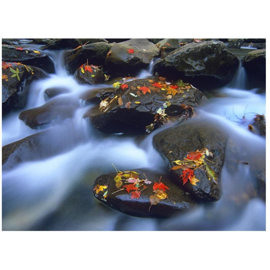 Autumn leaves on wet boulders in stream, Great Smoky Mountains National Park, North Carolina-Paper Art-26&quotx20"