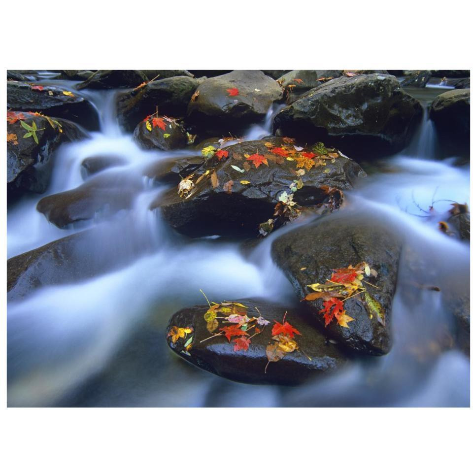Autumn leaves on wet boulders in stream, Great Smoky Mountains National Park, North Carolina-Paper Art-34&quotx26"