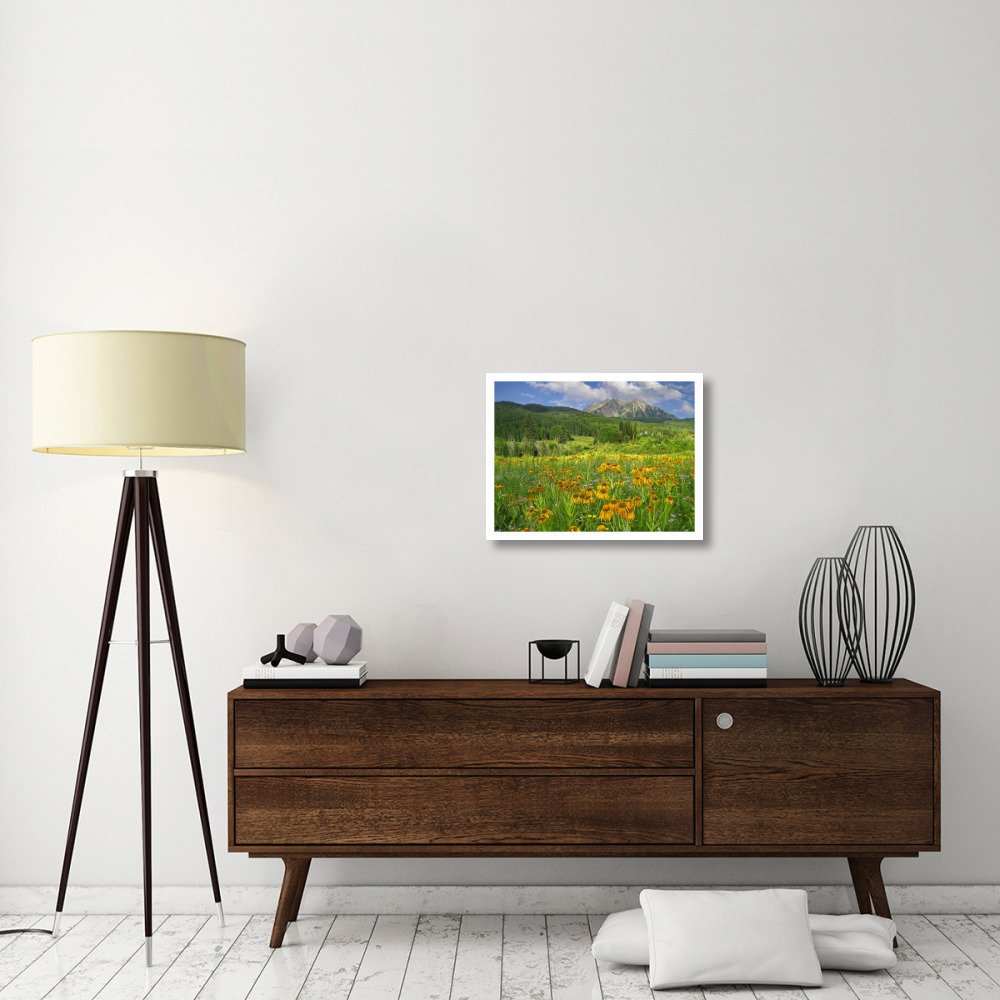 Orange Sneezeweed blooming in meadow with East Beckwith Mountain in the background, Colorado-Paper Art-26&quotx20"