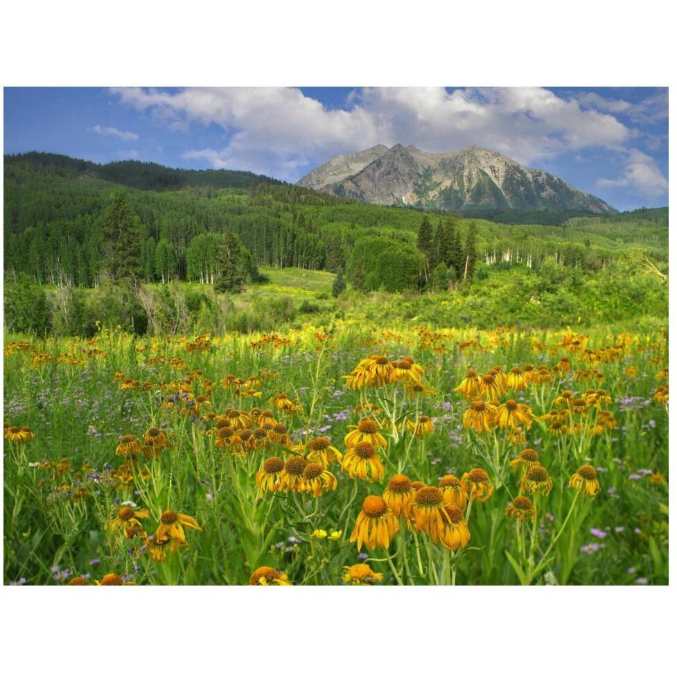 Orange Sneezeweed blooming in meadow with East Beckwith Mountain in the background, Colorado-Paper Art-50&quotx38"