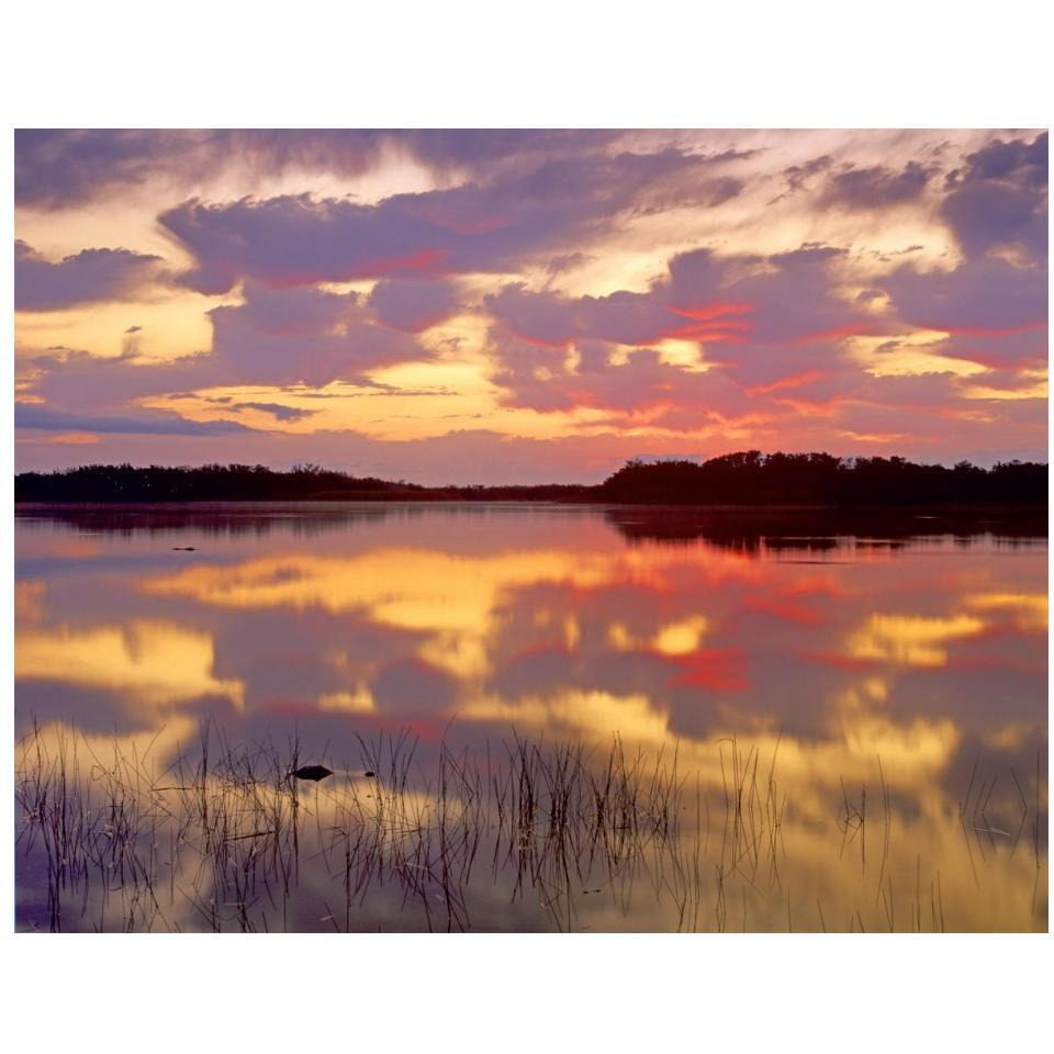 American Alligator surfacing in Nine Mile Pond at sunrise, Everglades National Park, Florida-Paper Art-18&quotx14"