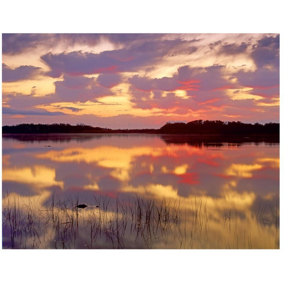 American Alligator surfacing in Nine Mile Pond at sunrise, Everglades National Park, Florida-Paper Art-26&quotx20"