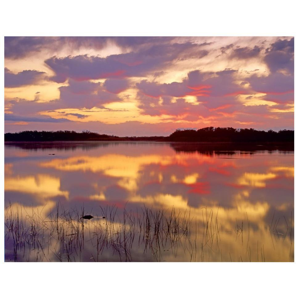 American Alligator surfacing in Nine Mile Pond at sunrise, Everglades National Park, Florida-Paper Art-34&quotx26"