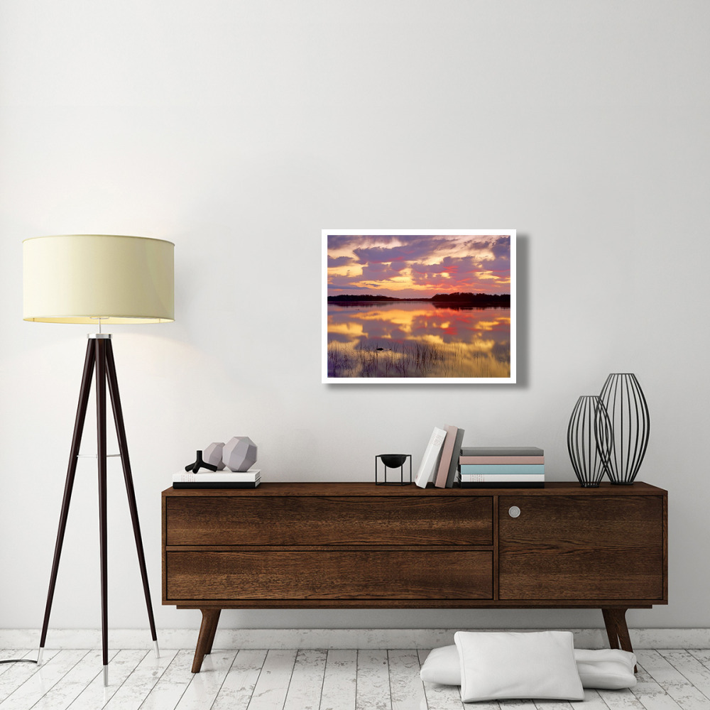 American Alligator surfacing in Nine Mile Pond at sunrise, Everglades National Park, Florida-Paper Art-34&quotx26"