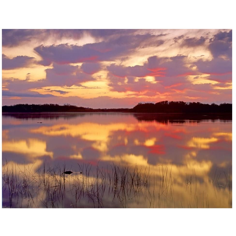 American Alligator surfacing in Nine Mile Pond at sunrise, Everglades National Park, Florida-Paper Art-42&quotx32"