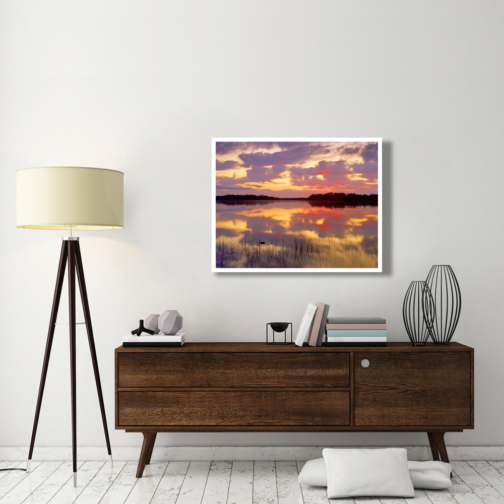 American Alligator surfacing in Nine Mile Pond at sunrise, Everglades National Park, Florida-Paper Art-42&quotx32"