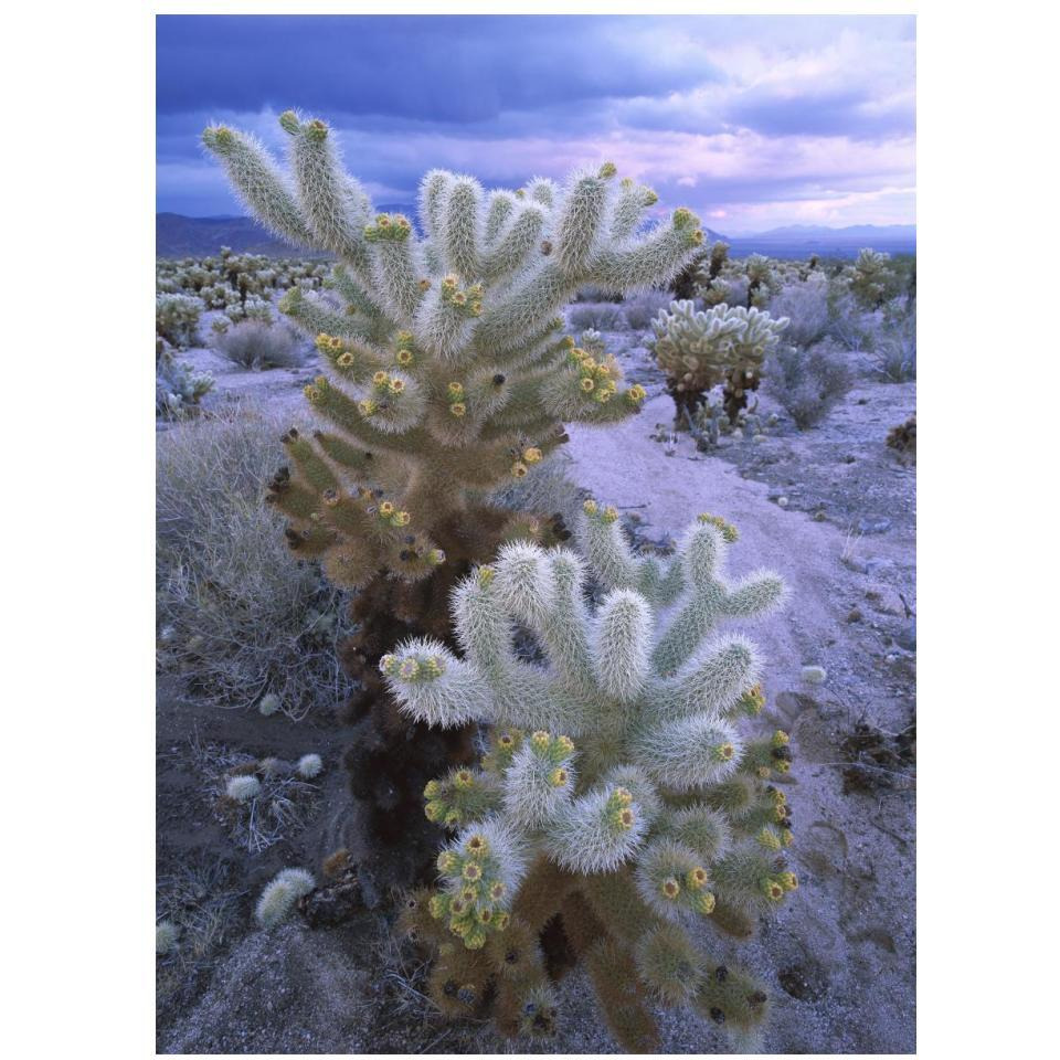 Teddy Bear Cholla or Jumping Cholla under stormy skies, Joshua Tree National Park, California-Paper Art-14&quotx18"