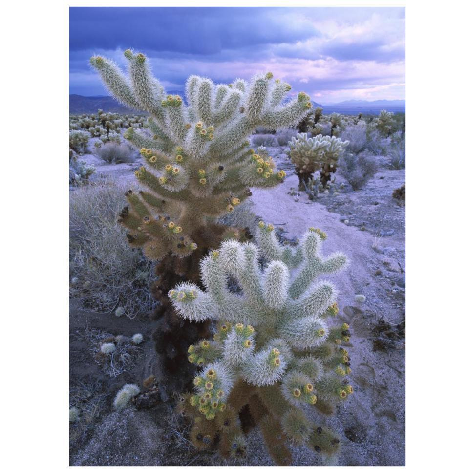 Teddy Bear Cholla or Jumping Cholla under stormy skies, Joshua Tree National Park, California-Paper Art-26&quotx34"