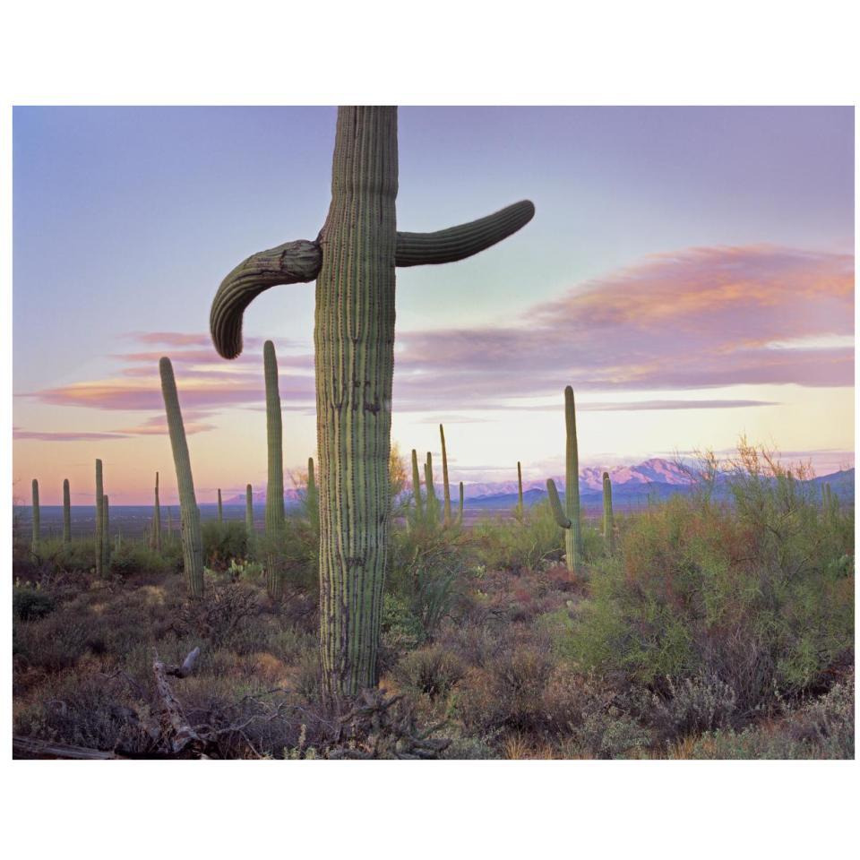 Saguaro cactus field with Sierrita Mountains in the background, Saguaro National Park, Arizona-Paper Art-34&quotx26"