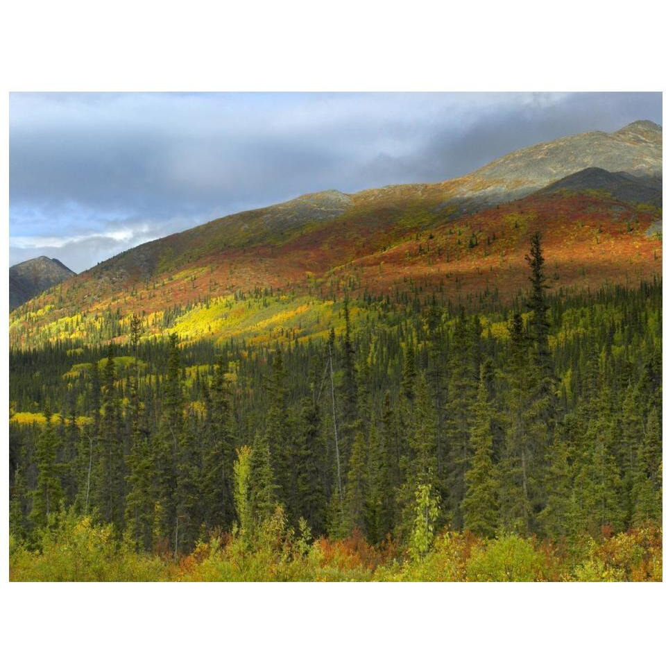 Boreal forest beneath Goldensides Mountain, Tombstone Territorial Park, Yukon Territory, Canada-Paper Art-18&quotx14"
