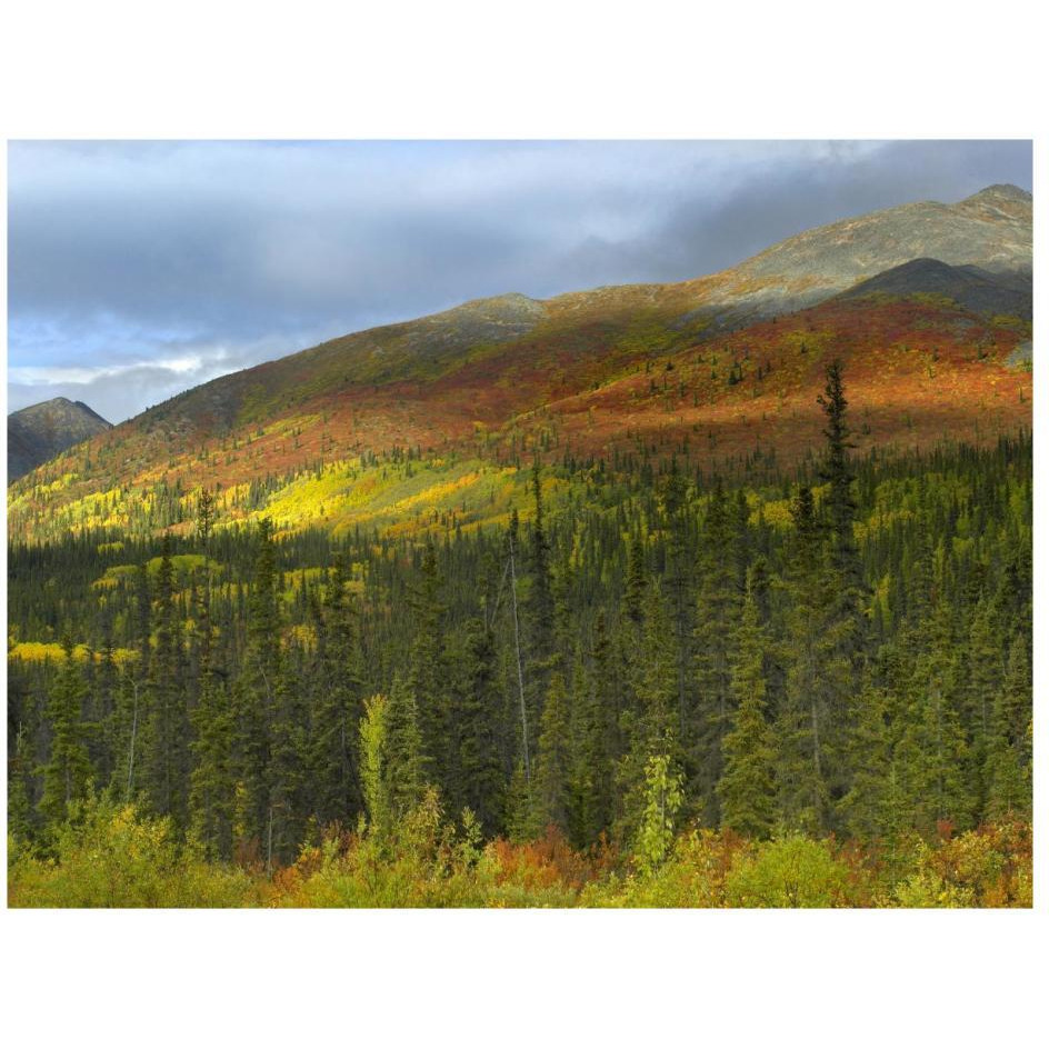 Boreal forest beneath Goldensides Mountain, Tombstone Territorial Park, Yukon Territory, Canada-Paper Art-26&quotx20"