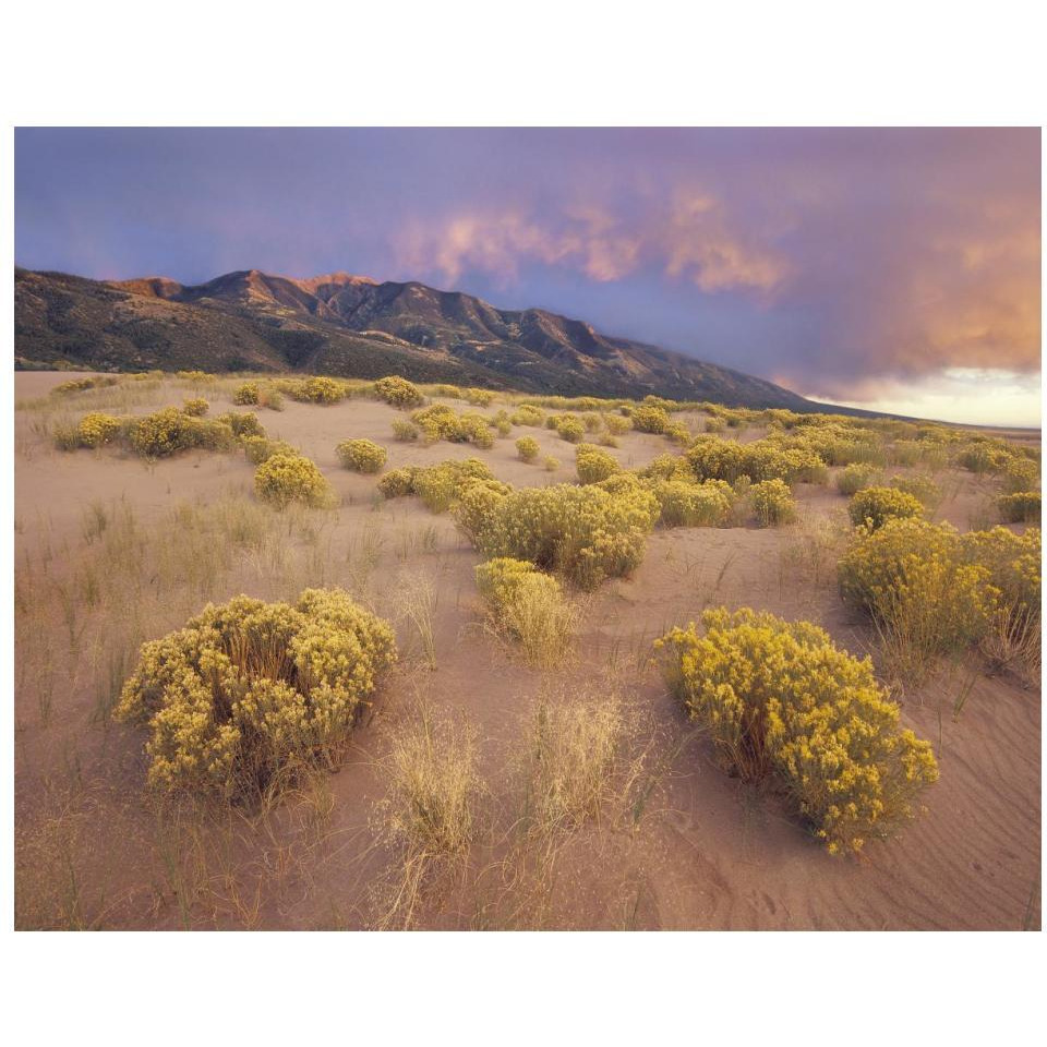 Sagewort on sand dune, Sangre de Cristo Mountains, Great Sand Dunes National Monument, Colorado-Paper Art-18&quotx14"