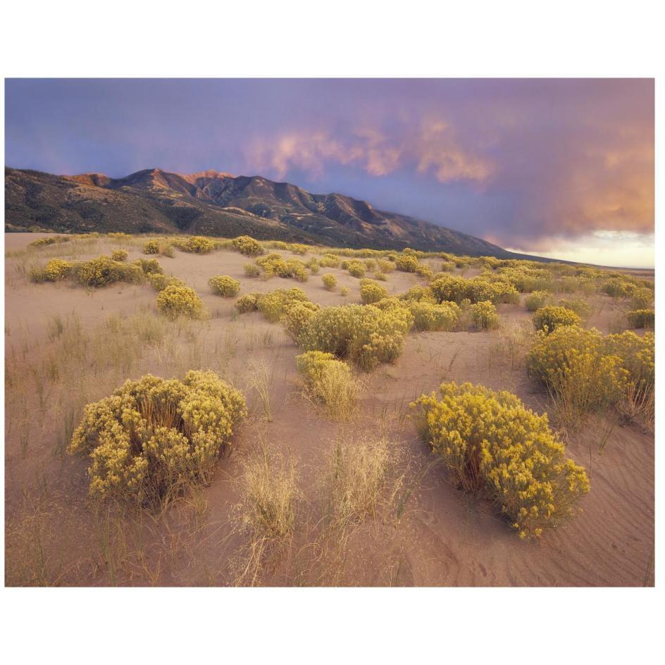 Sagewort on sand dune, Sangre de Cristo Mountains, Great Sand Dunes National Monument, Colorado-Paper Art-26&quotx20"