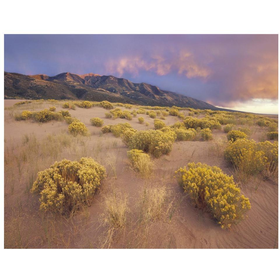 Sagewort on sand dune, Sangre de Cristo Mountains, Great Sand Dunes National Monument, Colorado-Paper Art-34&quotx26"