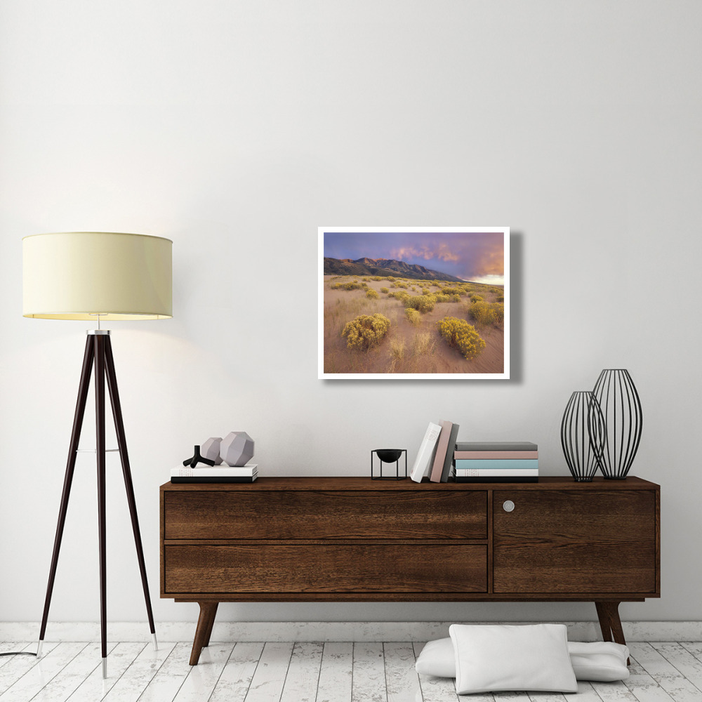 Sagewort on sand dune, Sangre de Cristo Mountains, Great Sand Dunes National Monument, Colorado-Paper Art-34&quotx26"