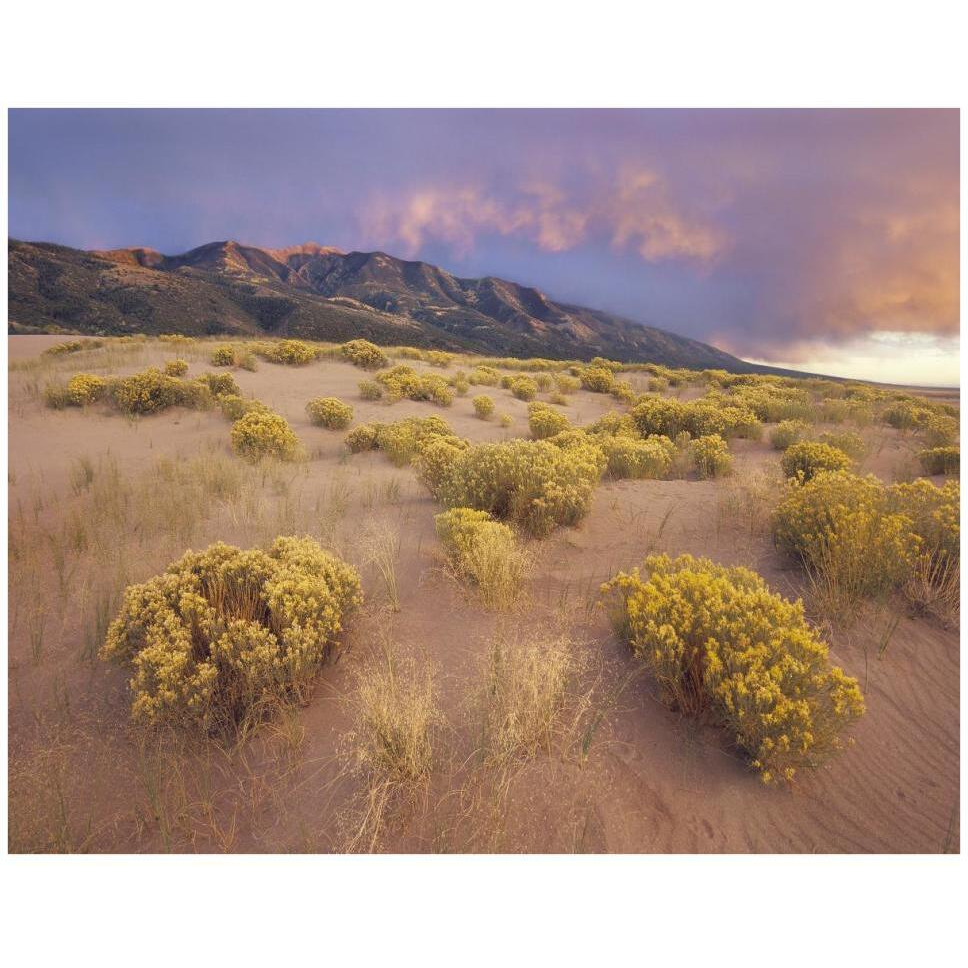 Sagewort on sand dune, Sangre de Cristo Mountains, Great Sand Dunes National Monument, Colorado-Paper Art-42&quotx32"