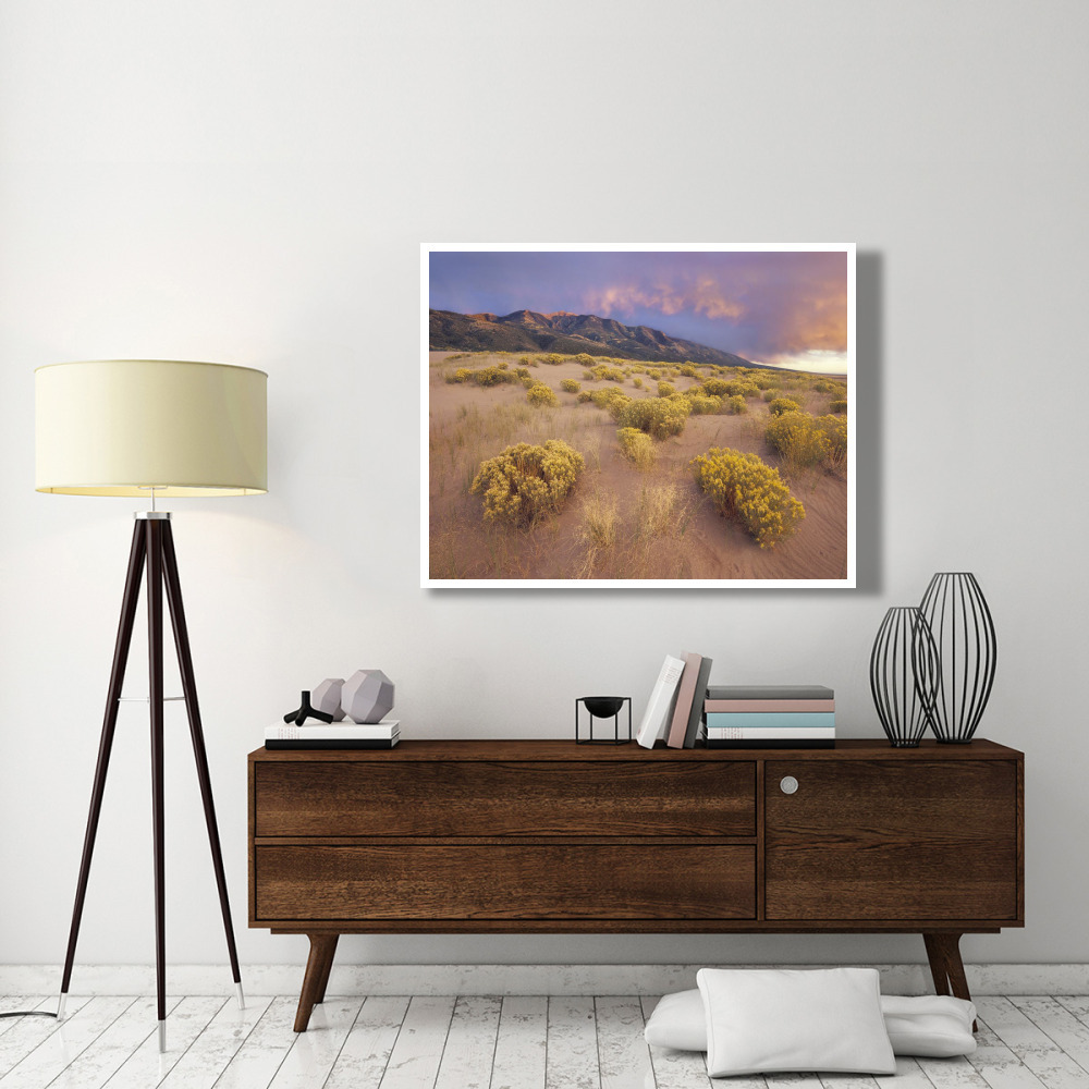 Sagewort on sand dune, Sangre de Cristo Mountains, Great Sand Dunes National Monument, Colorado-Paper Art-50&quotx38"