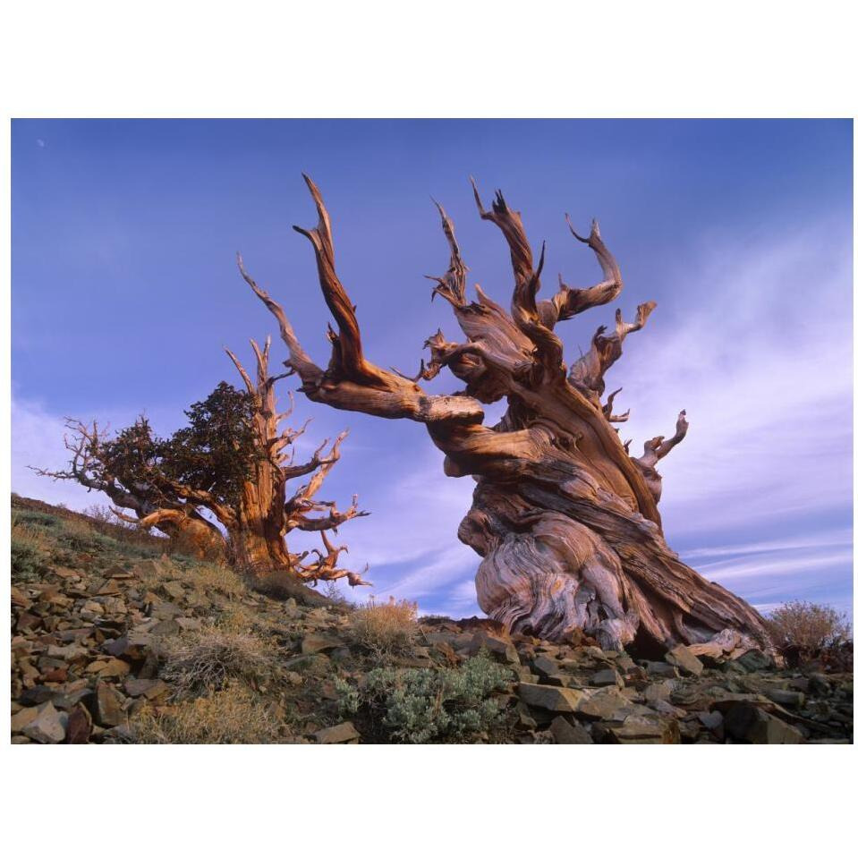 Foxtail Pine ancient trees at Schulman Grove, White Mountains, Inyo National Forest, California-Paper Art-18&quotx14"