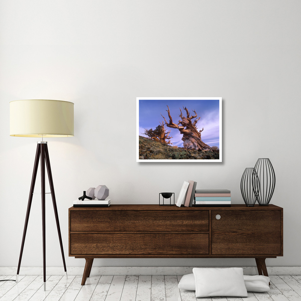 Foxtail Pine ancient trees at Schulman Grove, White Mountains, Inyo National Forest, California-Paper Art-34&quotx26"