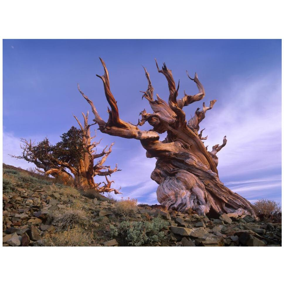 Foxtail Pine ancient trees at Schulman Grove, White Mountains, Inyo National Forest, California-Paper Art-42&quotx32"