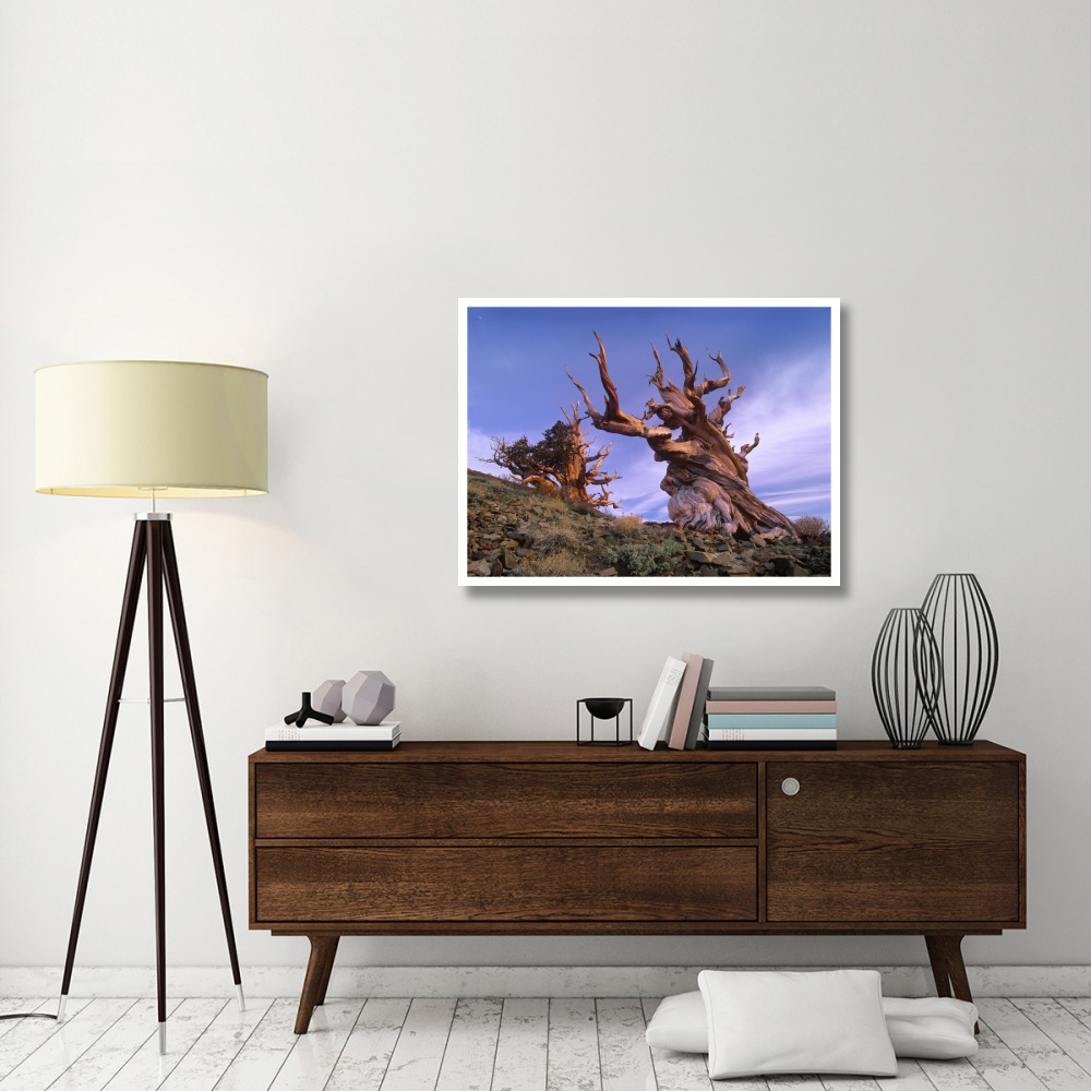 Foxtail Pine ancient trees at Schulman Grove, White Mountains, Inyo National Forest, California-Paper Art-42&quotx32"