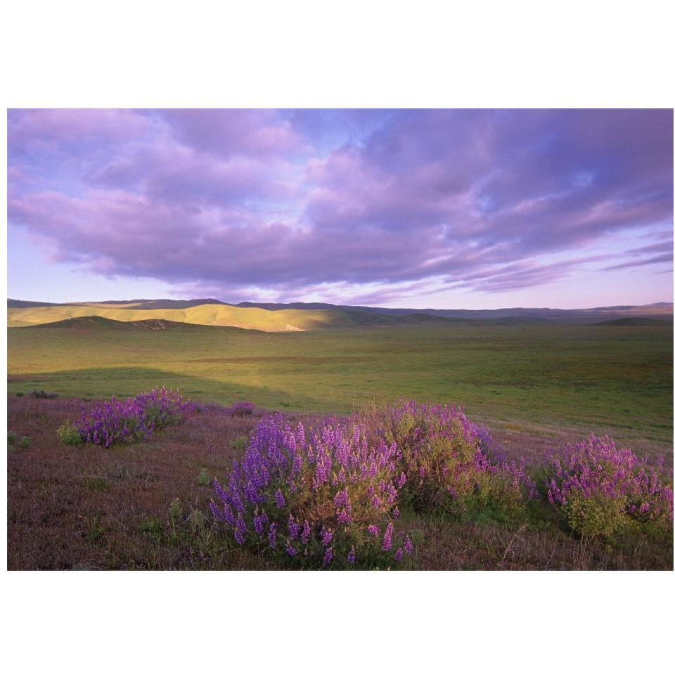 Large-leaved Lupine in bloom overlooking grassland, Carrizo Plain National Monument, California-Paper Art-20&quotx14"