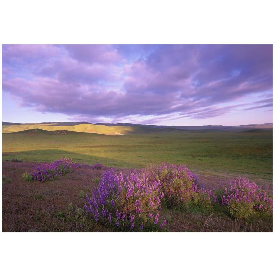 Large-leaved Lupine in bloom overlooking grassland, Carrizo Plain National Monument, California-Paper Art-26&quotx18"