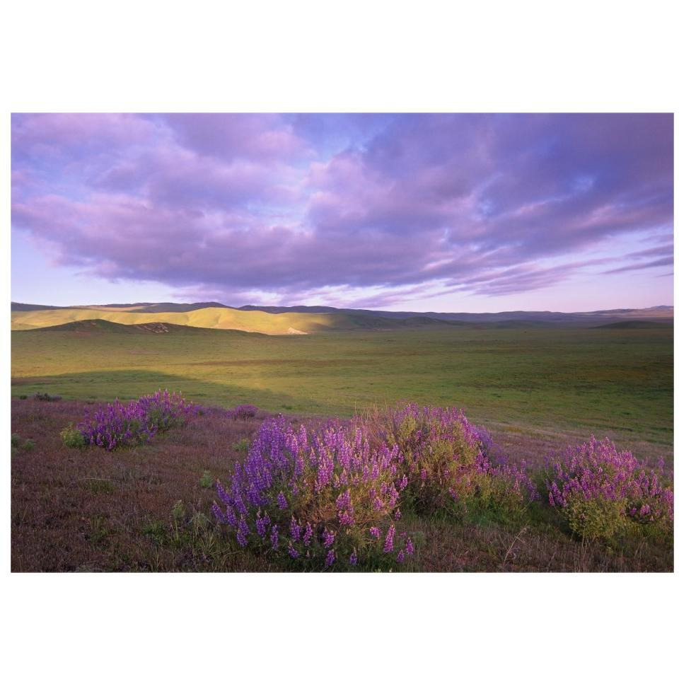Large-leaved Lupine in bloom overlooking grassland, Carrizo Plain National Monument, California-Paper Art-32&quotx22"