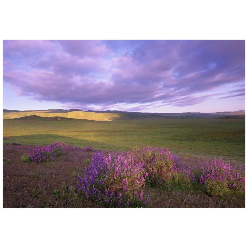 Large-leaved Lupine in bloom overlooking grassland, Carrizo Plain National Monument, California-Paper Art-38&quotx26"