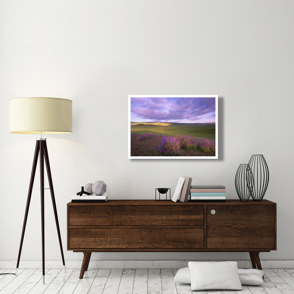 Large-leaved Lupine in bloom overlooking grassland, Carrizo Plain National Monument, California-Paper Art-38&quotx26"