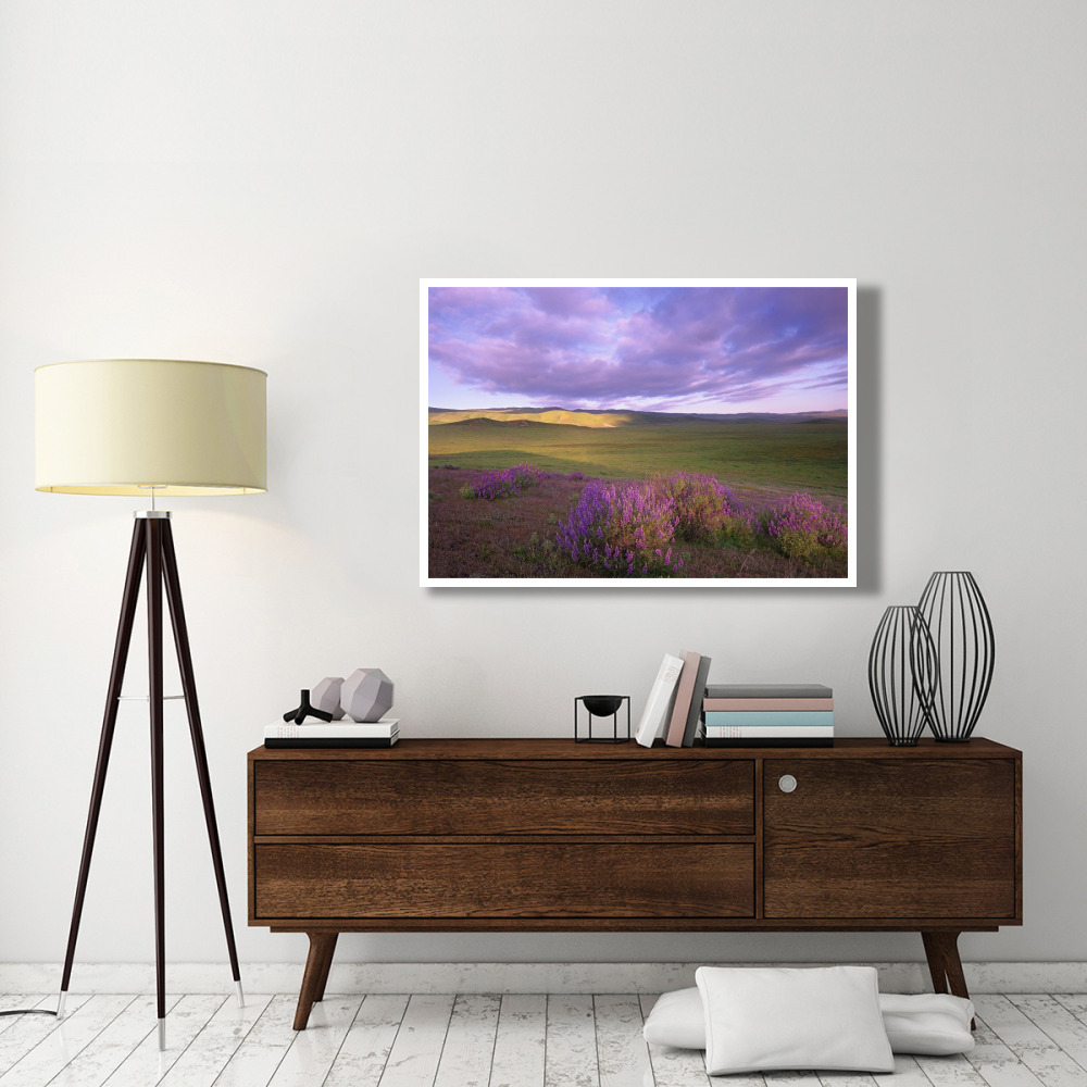 Large-leaved Lupine in bloom overlooking grassland, Carrizo Plain National Monument, California-Paper Art-50&quotx34"