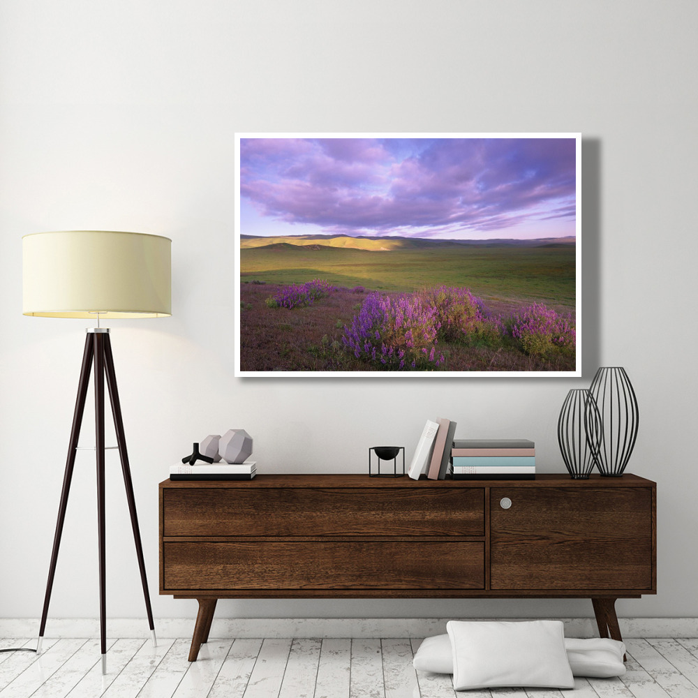 Large-leaved Lupine in bloom overlooking grassland, Carrizo Plain National Monument, California-Paper Art-62&quotx42"